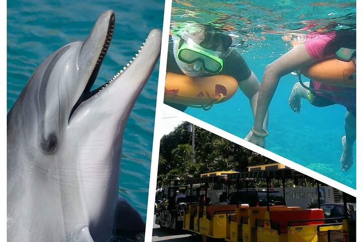 Dolphin Morning Watching & Snorkeling + open bar + 1 day Hop-On Hop-Off Fun - Image 1