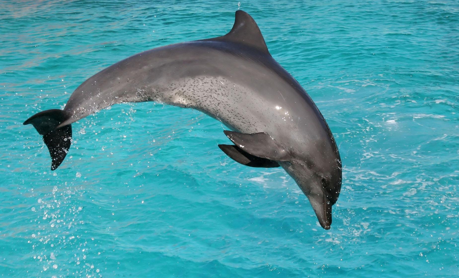 Dolphin Watch and Snorkel Stop - Image 1