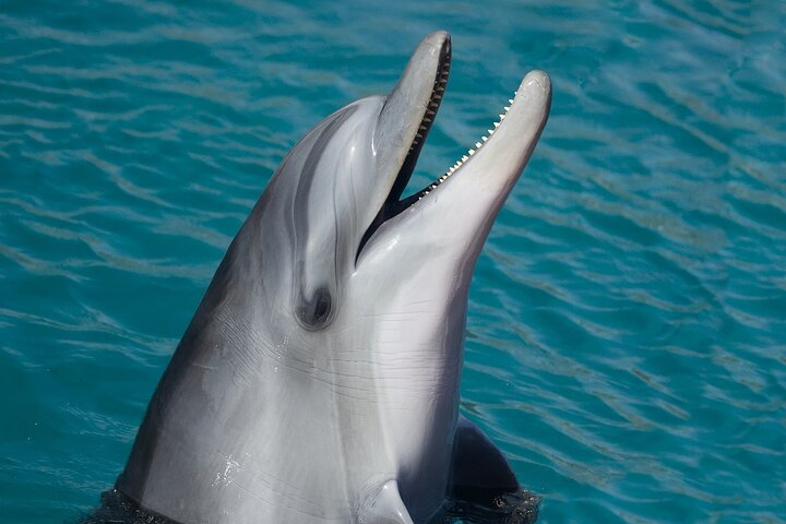 Dolphin Watching & Snorkeling in Key West with Sunset Dinner Cruise and Open Bar - Image 1