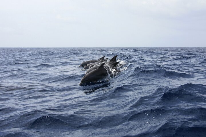 Dolphin Watching & Snorkeling in Key West with Sunset Dinner Cruise and Open Bar - Image 5