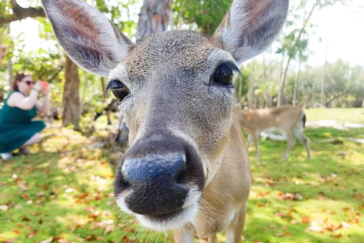 Florida Keys Nature & History Tour from Key West - Image 1