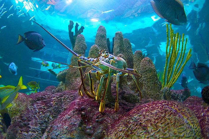 Full-Day Tour of Florida Keys Including Aquarium Encounters from Key West - Image 3