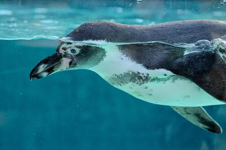 Key West: Morning Snorkeling Breakfast & Drinks, Conch Train & Key West Aquarium - Image 4