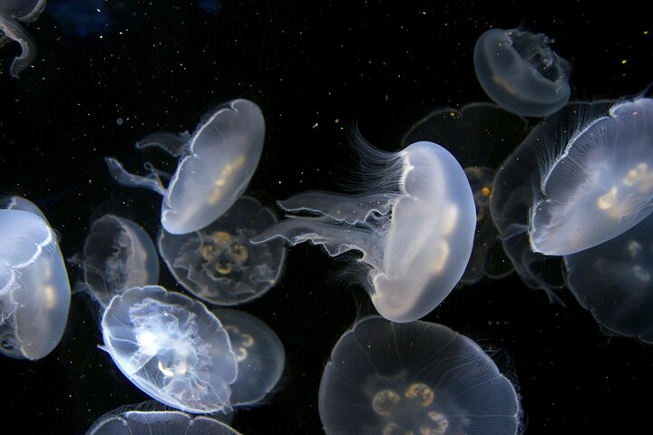 Key West: Morning Snorkeling Breakfast & Drinks, Conch Train & Key West Aquarium - Image 3
