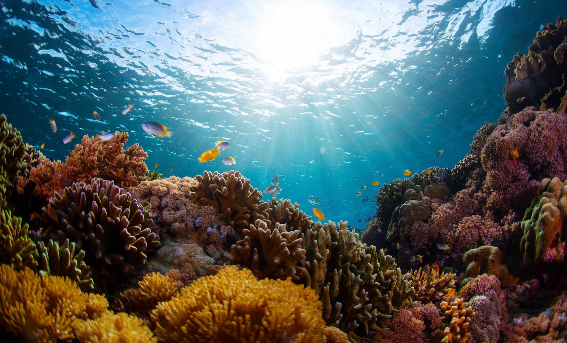 Reef and Ritas - Image 1