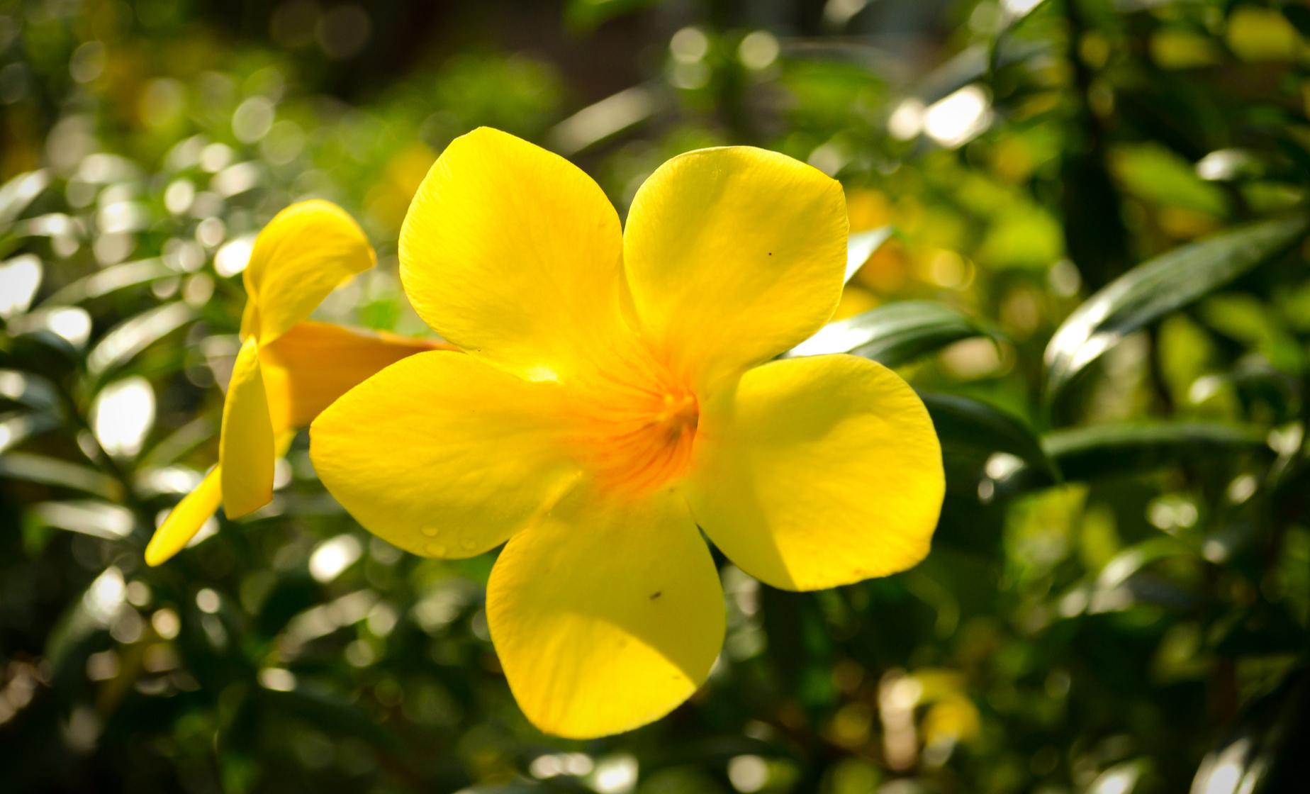 Arts in the Gardens Tour - Image 1