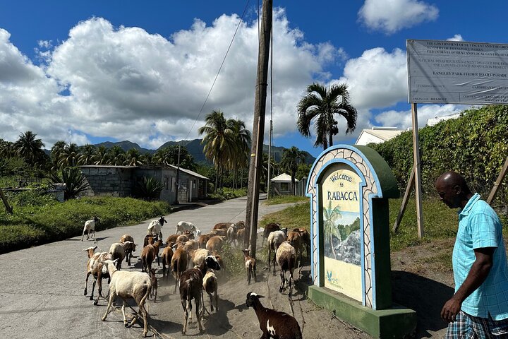 Owia Salt Pond Tour and Black Point Tunnel with Topdawg Taxi and Tours - Image 2