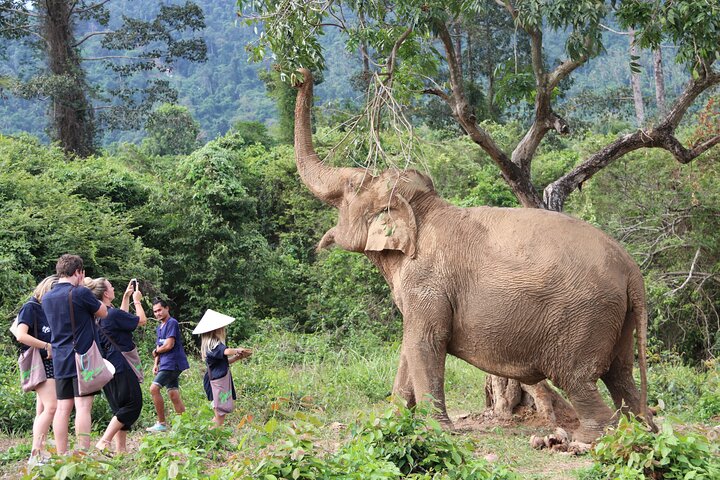Half Day Elephant Home Sanctuary in Samui - Image 3