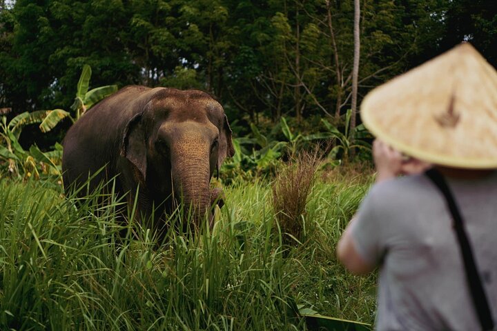 Half Day Elephant Home Sanctuary in Samui - Image 4
