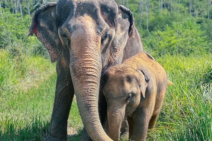 Half Day Elephant Home Sanctuary in Samui - Image 1