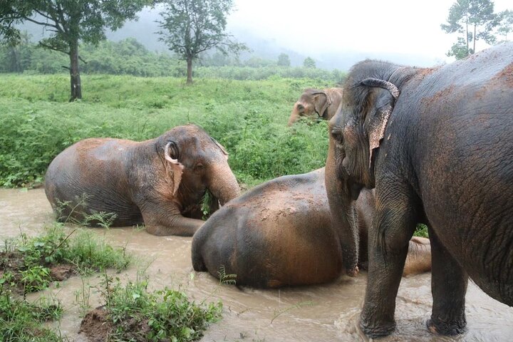 Half Day Elephant Home Sanctuary in Samui - Image 5