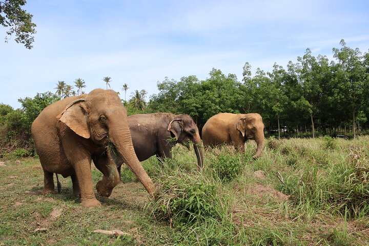 Half Day Elephant Home Sanctuary in Samui - Image 2