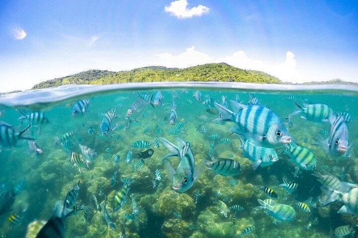 Koh Samui Pig Island Tour by Speedboat with Snorkeling - Image 5