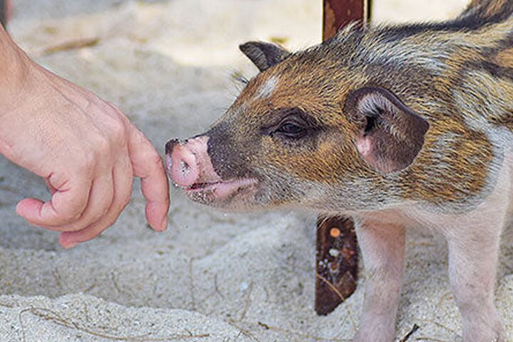 kohsamui.tours - Secret Islands Longtail Boat trip - Image 3