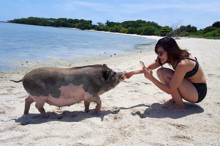 Pigs Island exclusive Semi VIP - Image 3
