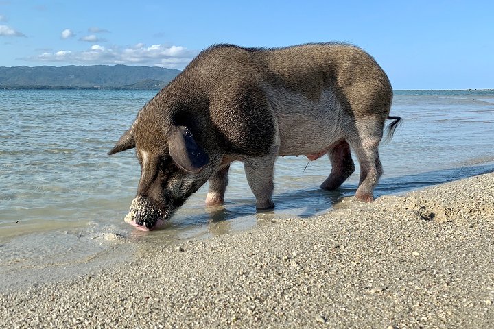 Pigs Island exclusive Semi VIP - Image 2