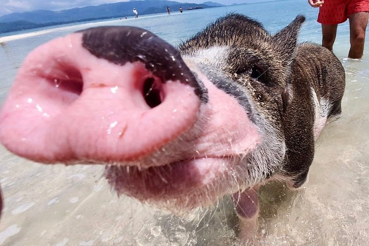 Pigs Island exclusive Semi VIP - Image 4
