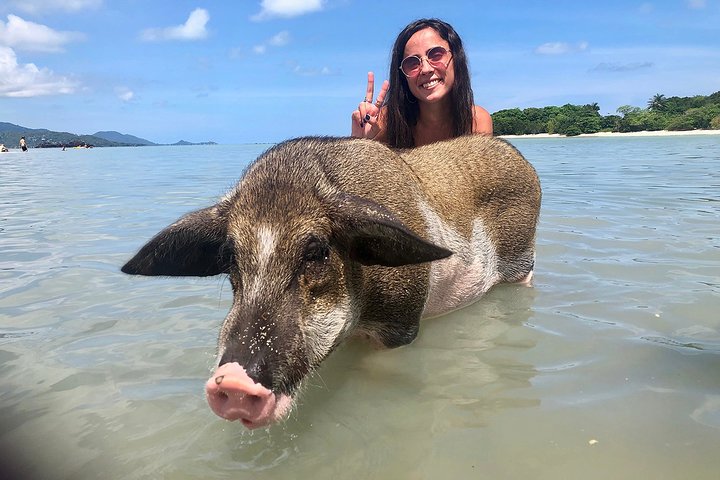 Pigs Island exclusive Semi VIP - Image 1
