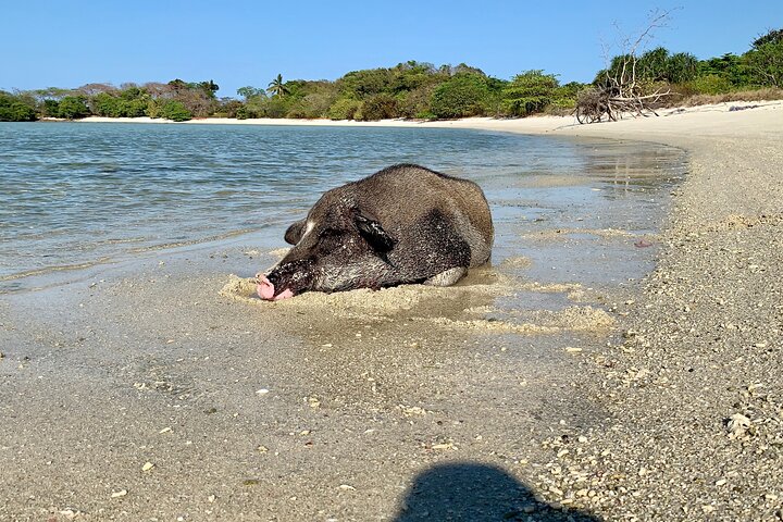 Pigs Island exclusive Semi VIP - Image 5
