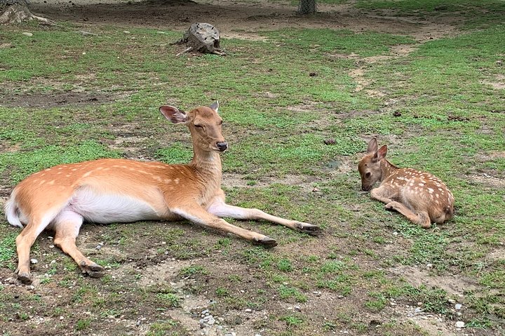 Nara private tour (Shore excursion available from Osaka or Kobe port) - Image 5