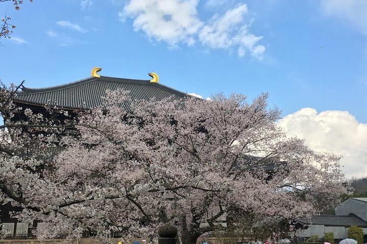 Nara private tour (Shore excursion available from Osaka or Kobe port) - Image 4