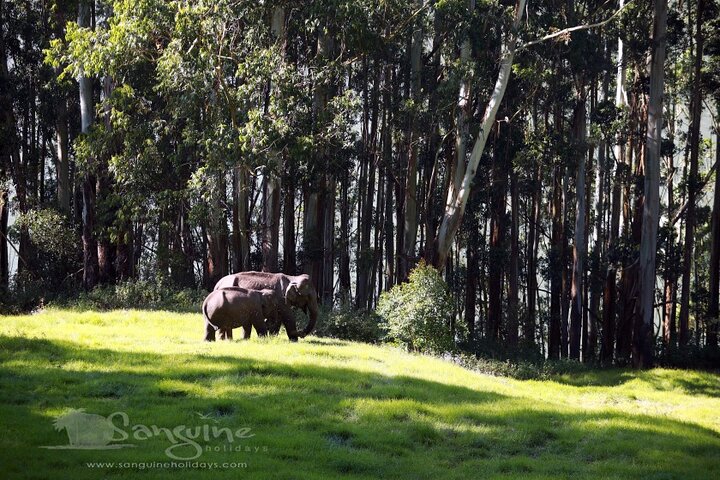 5 Days Kerala Tour Package - Private Tour with Exclusive Houseboat Stay - Image 5