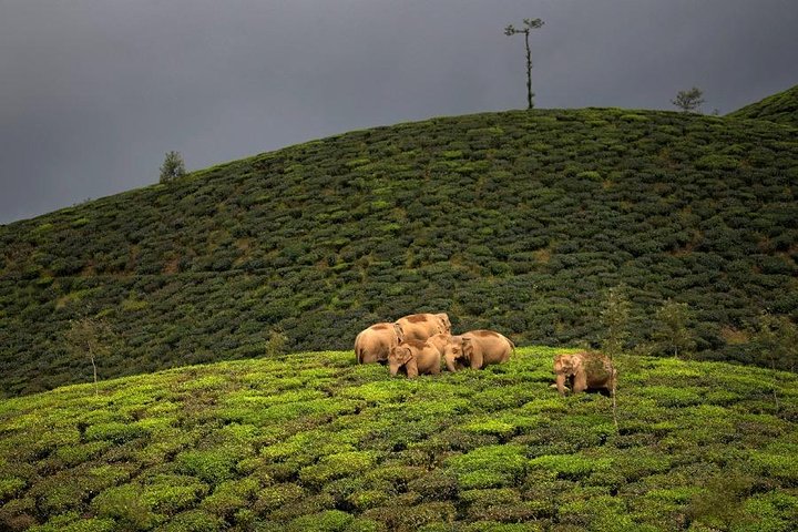 Adventurous Valparai trip from Kochi - 2 days trip  - Image 1