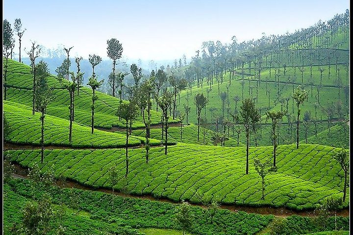 Adventurous Valparai trip from Kochi - 2 days trip  - Image 3