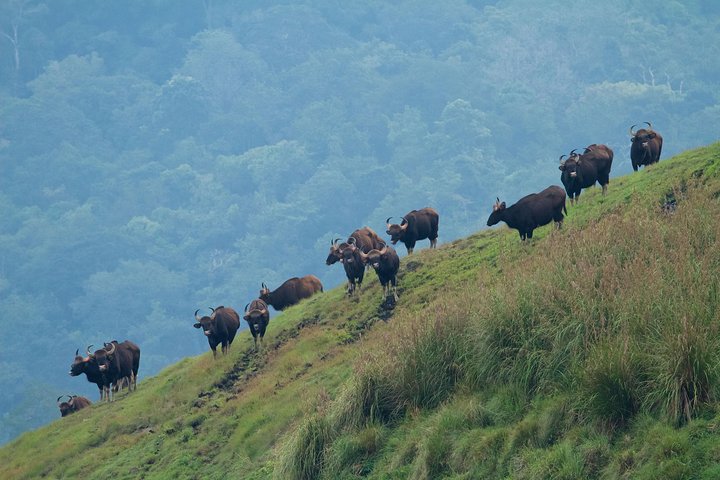 Cochin to Thekkady & Alleppey (4 Days) - Image 2