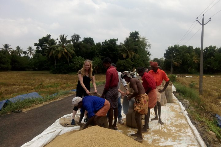 Excursion to Rice Farms of Kerala. - Image 2