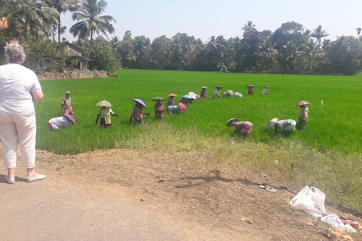 Excursion to Rice Farms of Kerala. - Image 4