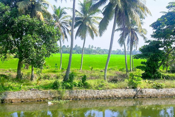 Excursion to Rice Farms of Kerala. - Image 5