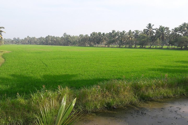 Group Tour of Quaint Kerala Including Lunch with a Family or Local Restaurant - Image 5