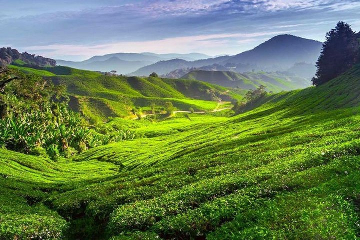 Kerala Honeymoon Special Package with Private Houseboat  - Image 3