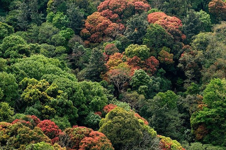 Malampuzha and Nelliyampahy tour from Kochi with a night stay  - Image 2