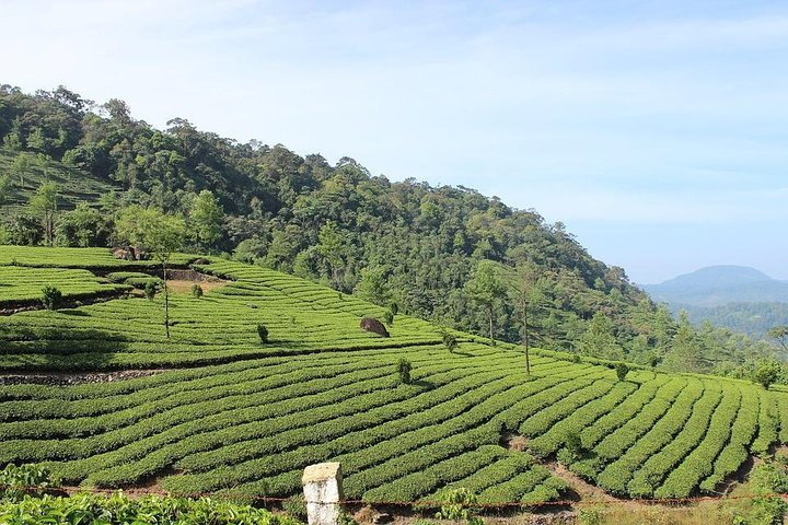 Munnar from Cochin - an Overnight Tour - Image 1