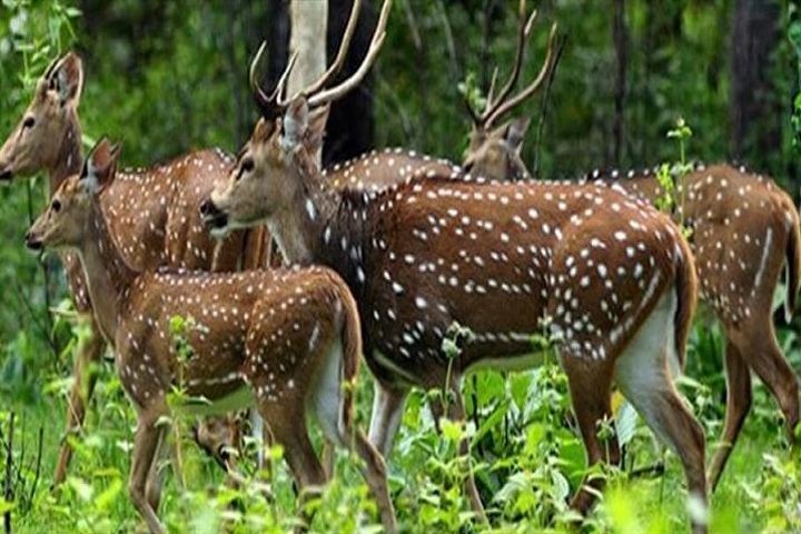 Periyar from Cochin - a Two Day Tour - Image 1