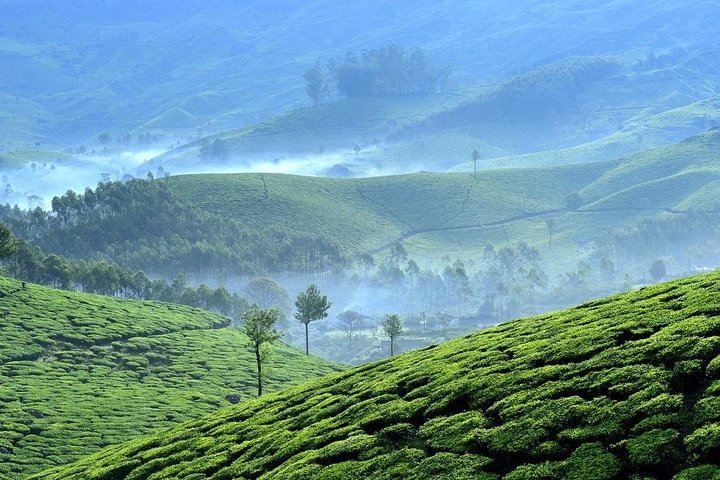 Private Day Trip to Munnar from Kochi (Cochin) - Image 1