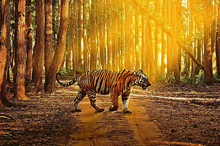 Shore Excursion:Tiger Reserve from Kochi/Chennai:Luxury Tour to Jim Corbett Park - Image 2