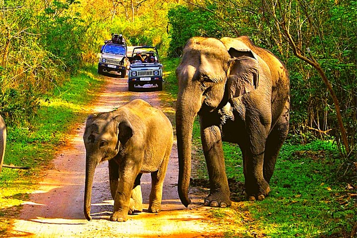 Shore Excursion:Tiger Reserve from Kochi/Chennai:Luxury Tour to Jim Corbett Park - Image 4
