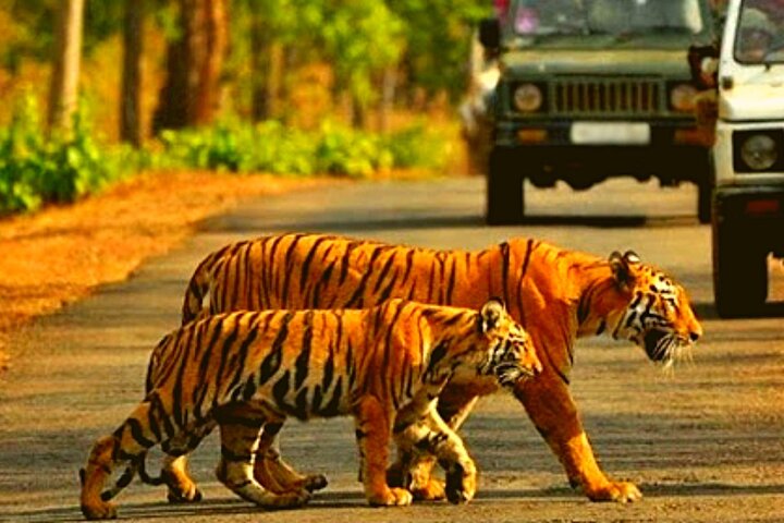 Shore Excursion:Tiger Reserve from Kochi/Chennai:Luxury Tour to Jim Corbett Park - Image 1