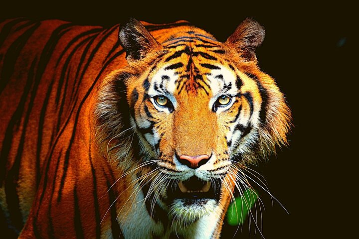 Shore Excursion:Tiger Reserve from Kochi/Chennai:Luxury Tour to Jim Corbett Park - Image 5