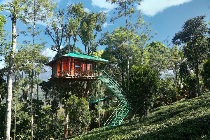 Treehouse stay in munnar - Image 1