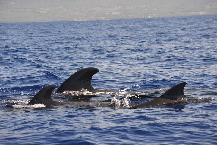 4-Hour Kona Private Charter  - Image 2