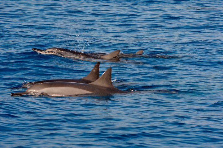 4-Hour Kona Private Charter  - Image 3