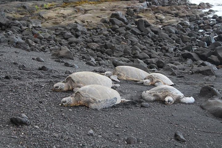 Black sand beach, Winery (or coffee) and Volcanoes National Park - Image 5