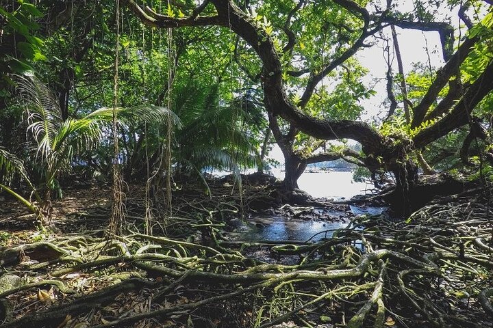 Hāʻena Activity in the district of Puna - Image 1