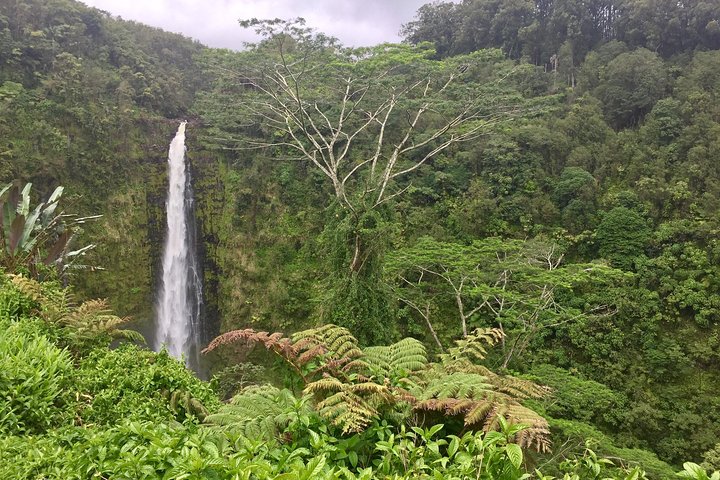 Heavenly Hamakua: From Kona - Image 2