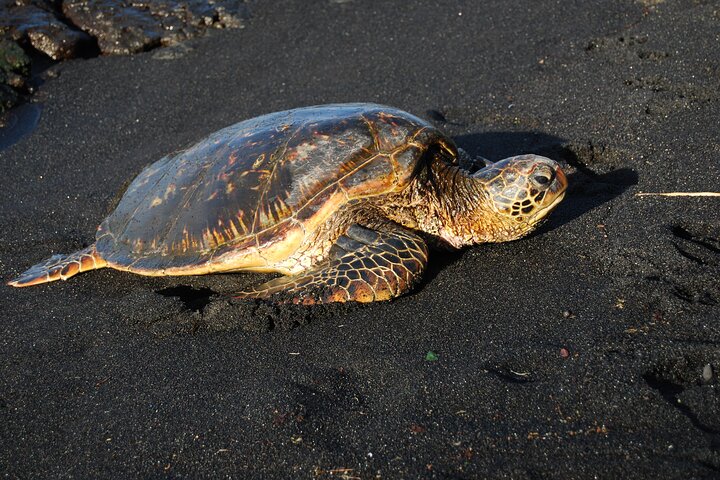 Hilo Shore Excursion: Volcanoes National Park, Rainbow Falls and Highlights - Image 3