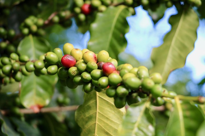 Kona Coast to Place of Refuge Small Group Shore Excursion & Tour - Image 5